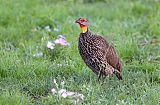 Yellow-necked Spurfowlborder=